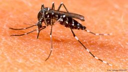 dengue en el conurbano sur: baja cantidad de casos y avance de la vacunacion en la provincia