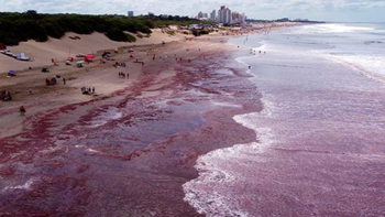 Alerta por la presencia de aguas rojizas en las playas de Mar del Plata y Necochea: qué sucedió