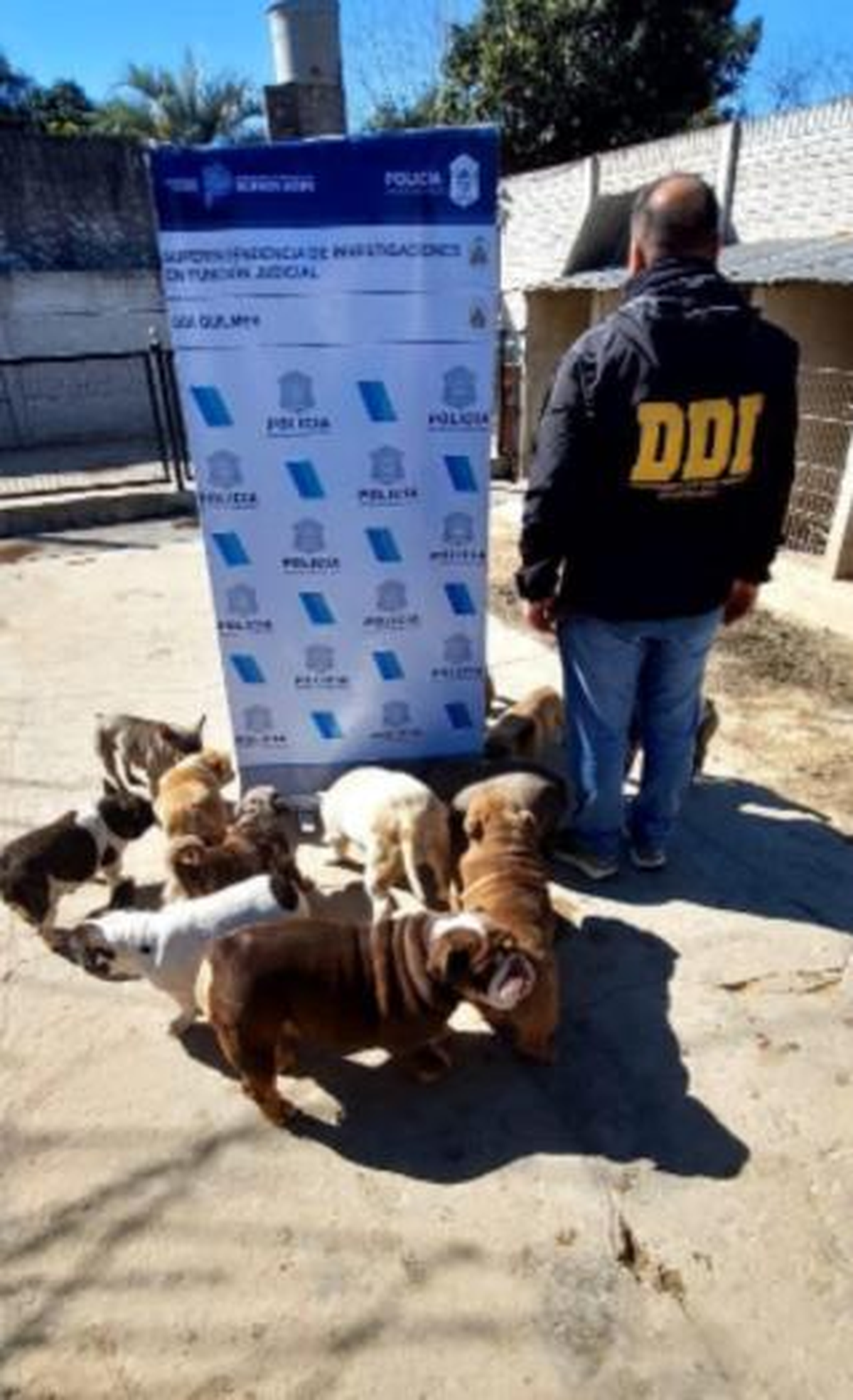 Los perros se encontraban hacinados en pequeñas jaulas en el criadero de Llavallol.