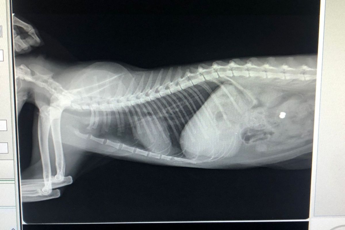 Radiografia de la gatita baleada en Valentín Alsina con perforación de su intestino. 
