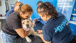 almirante brown: realizaran castraciones gratuitas durante una semana en san jose