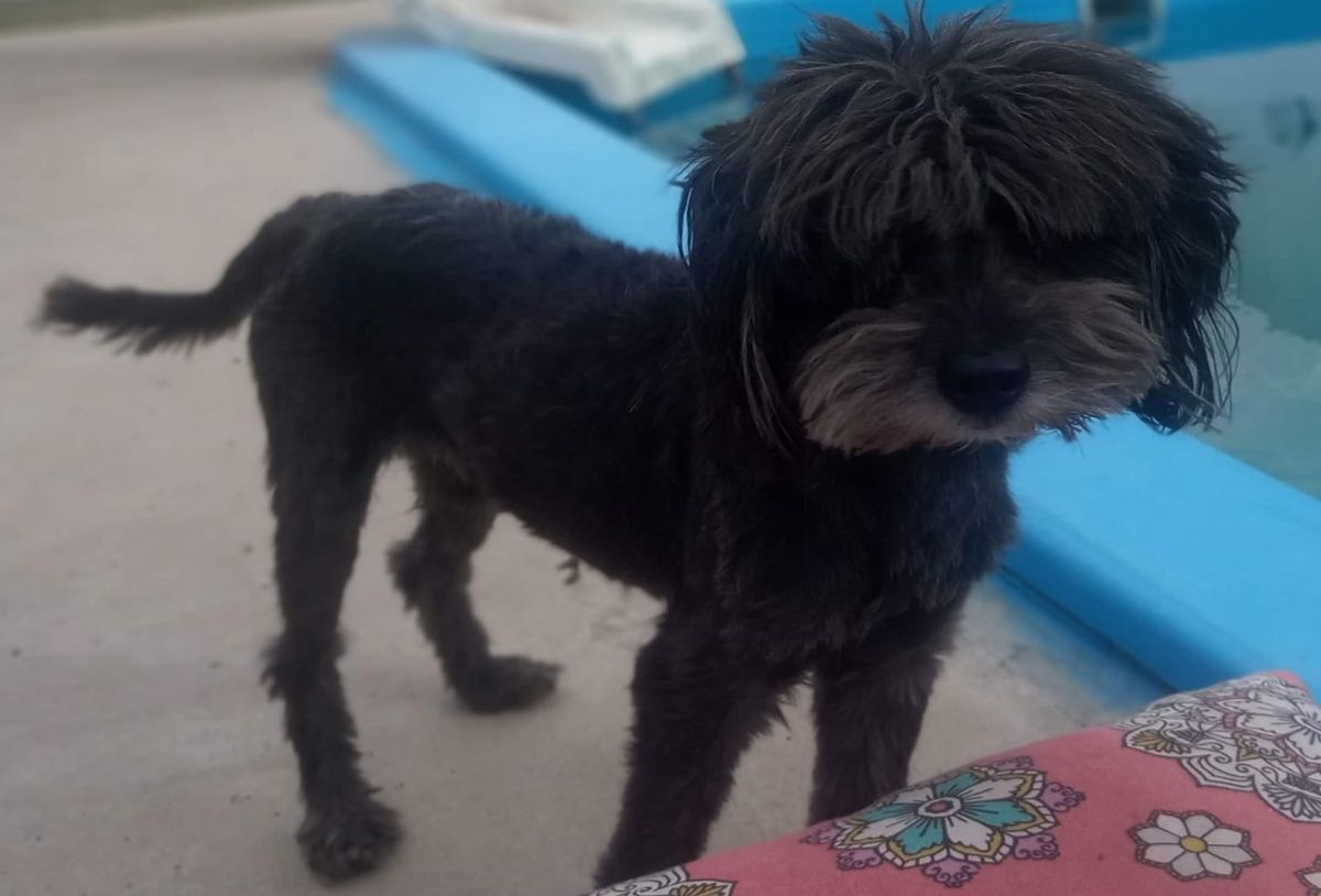Desesperada búsqueda de Jey, un perro ciego que fue robado en Lanús