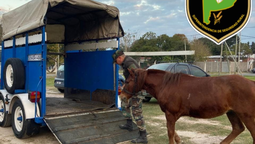 rescataron a un caballo en alejandro korn tras una denuncia por maltrato animal
