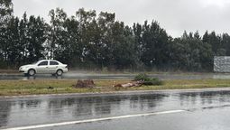 colocaron 50 palmeras mas en la ruta 58 pero algunas fueron derribadas por el temporal