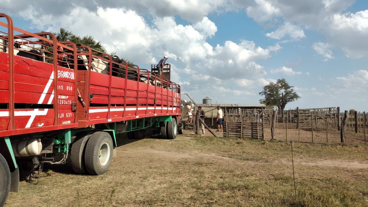 El momento en que cargaron las vacas del campo de Horacio Darré para la venta.