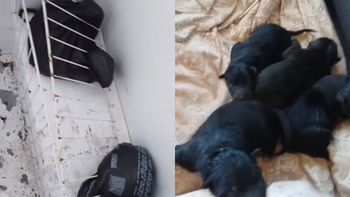 Ezeiza: rescataron cuatro perros que estaban encerrados en un freezer 
