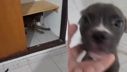 lanus: rescataron a una perra y sus cachorros abandonados en una vivienda