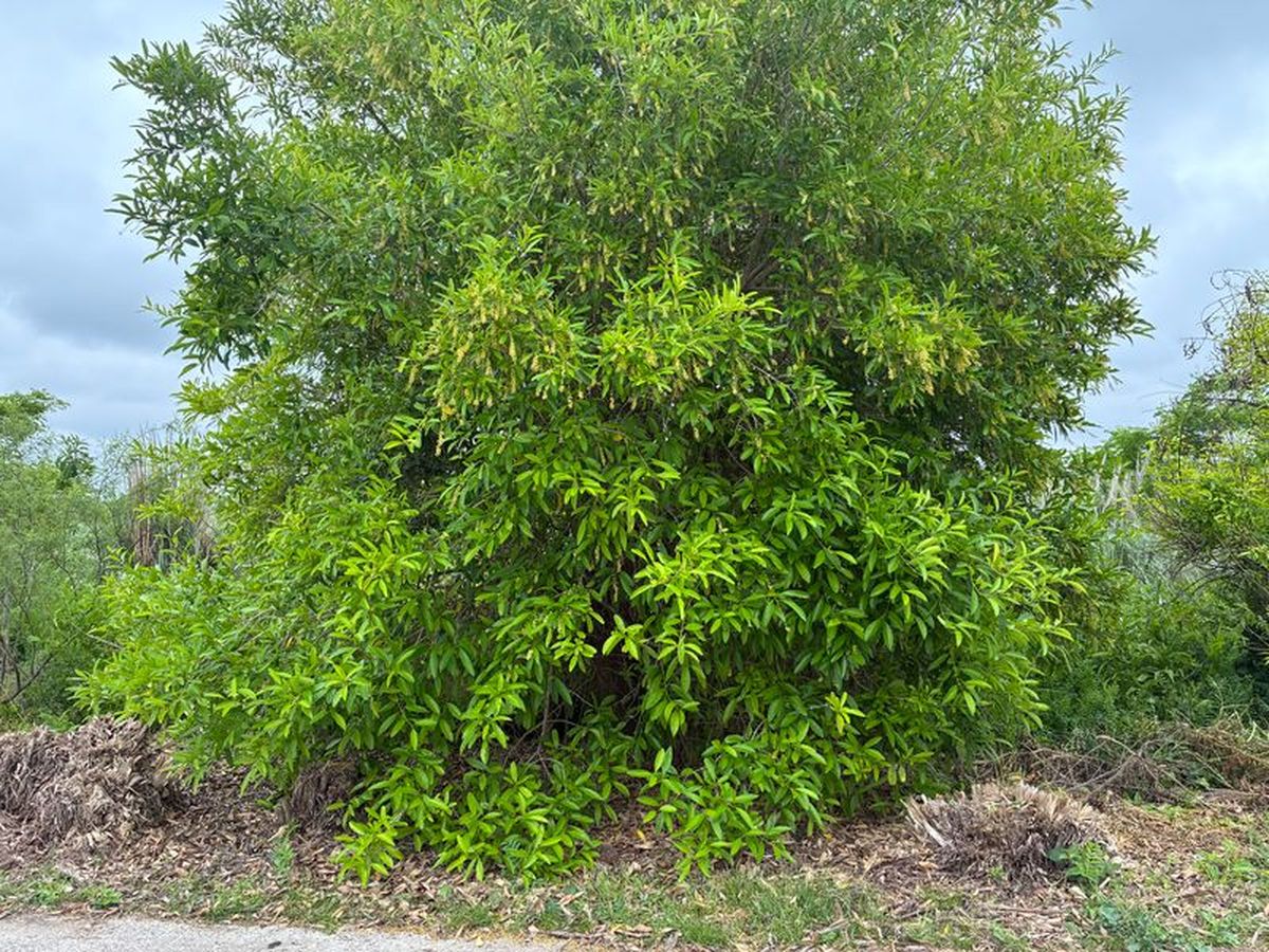 Un ejemplar del árbol espina de bañado o tarumá.