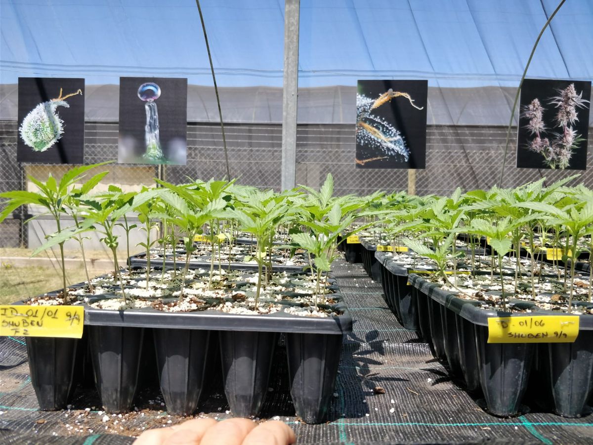 Biofábrica de Cannabis Medicinal en el Parque Industrial Privado de San Vicente.