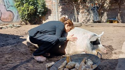 El chancho de San Vicente adoptado por una familia que ahora 