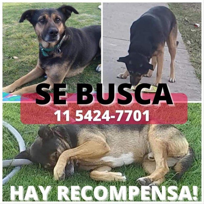 Ofrecen recompensa por Chiqui, el perro perdido en Llavallol.