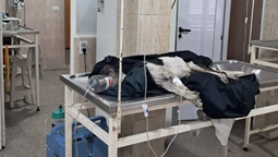 lanus: denuncian a un hombre de 73 anos por matar a un perro con un rifle