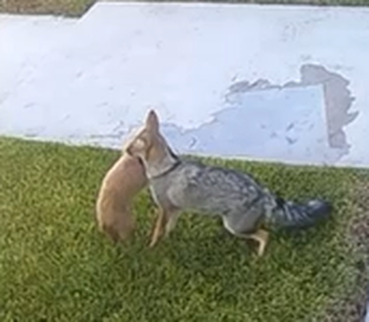 El ataque del zorro a la caniche quedó registrado en video. El ataque del zorro a la caniche quedó registrado en video.