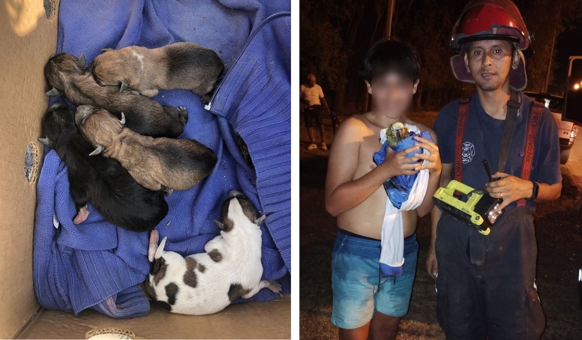 Los Bomberos de Esteban Echeverría rescataron a 7 cachorros y a un loro