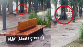 Tenebroso viral en Monte Grande: ¿Un encapuchado acecha en Amat o es la corteza de un árbol?