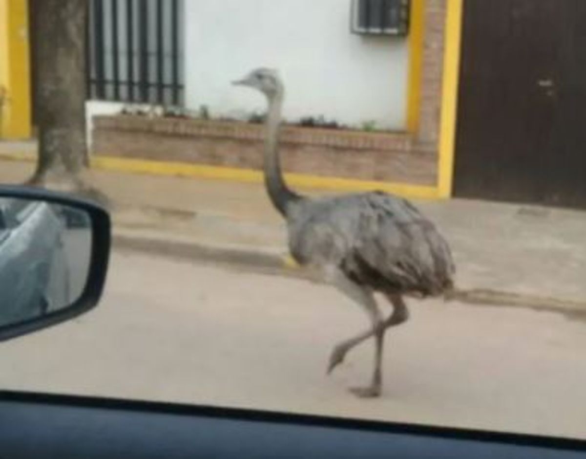 Video: un ñandú chocó contra una ciclista y debió ser hospitalizada en Ranchos