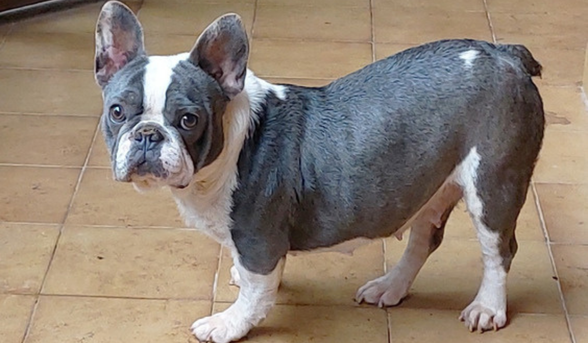 Viral: creyó que había comprado un bulldog francés pero se llevó una sorpresa