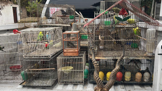 Desbarataron una red de tráfico ilegal de fauna que operaba en Lomas de Zamora y Almirante Brown