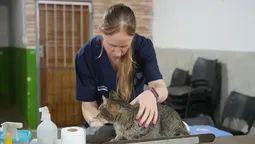 el hospital de animales vuelve a los barrios de lomas con operativos gratuitos