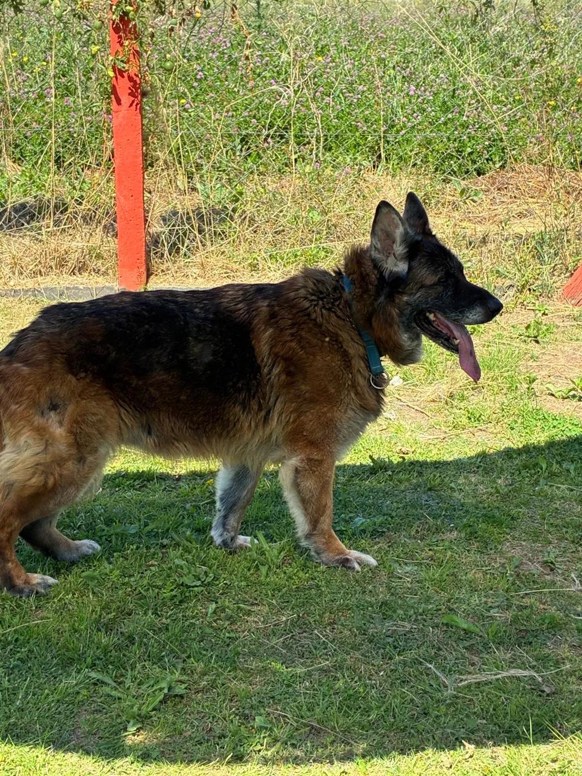 “Cuando nos dimos cuenta de que la familia no iba a aparecer, buscamos una adopción”, contó a El Diario Sur Sergio Moragues, director de El Campito Refugio.
