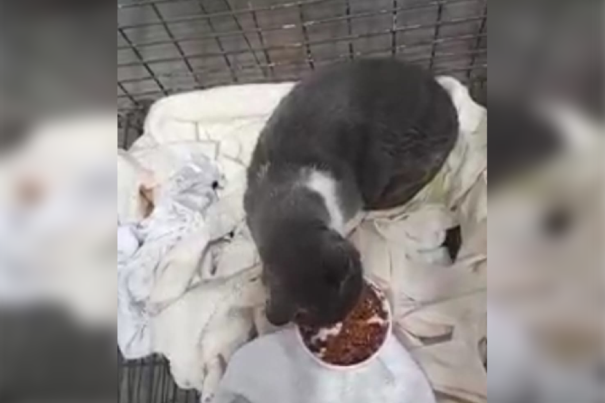 Video: así está hoy la gatita de Luis Guillón que le amputaron una pata tras el rescate