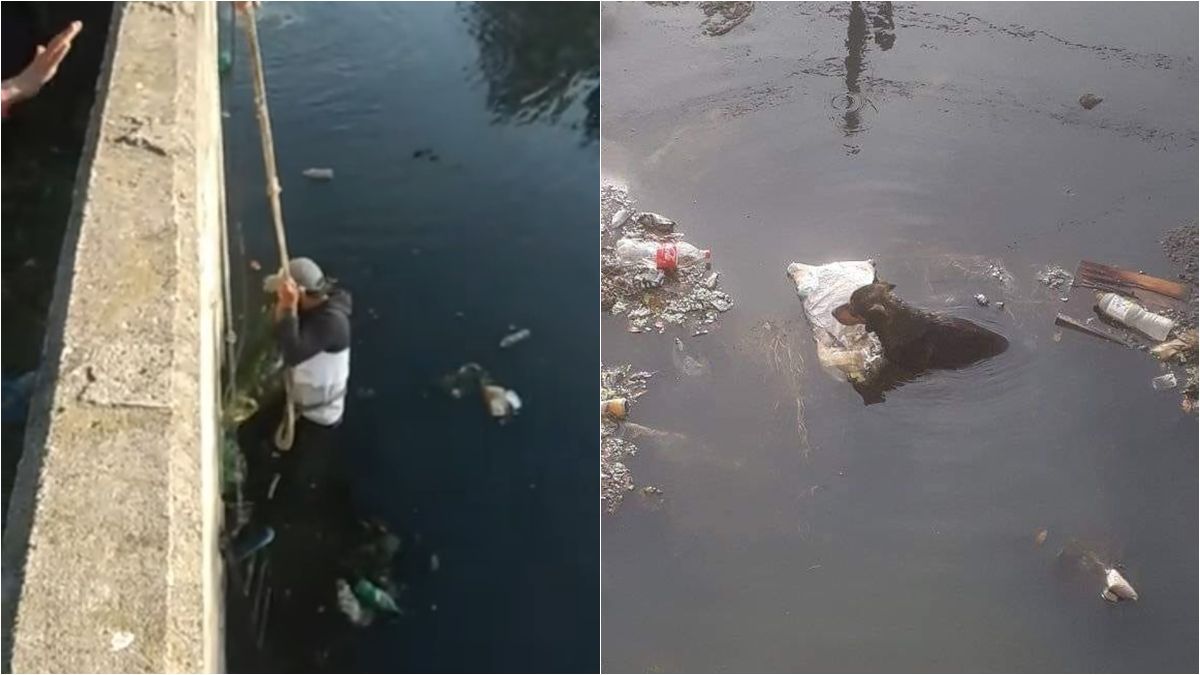 Vecinos héroes en Lomas de Zamora: rescataron perros que se habían caído al arroyo