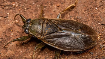 Alerta por la aparición de chinches de agua en la región: Pueden picar sin efecto adverso