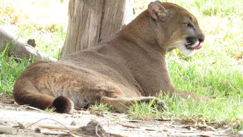 Alerta por puma suelto en el perímetro de un Country de Cañuelas: La Policía ya está trabajando en la zona