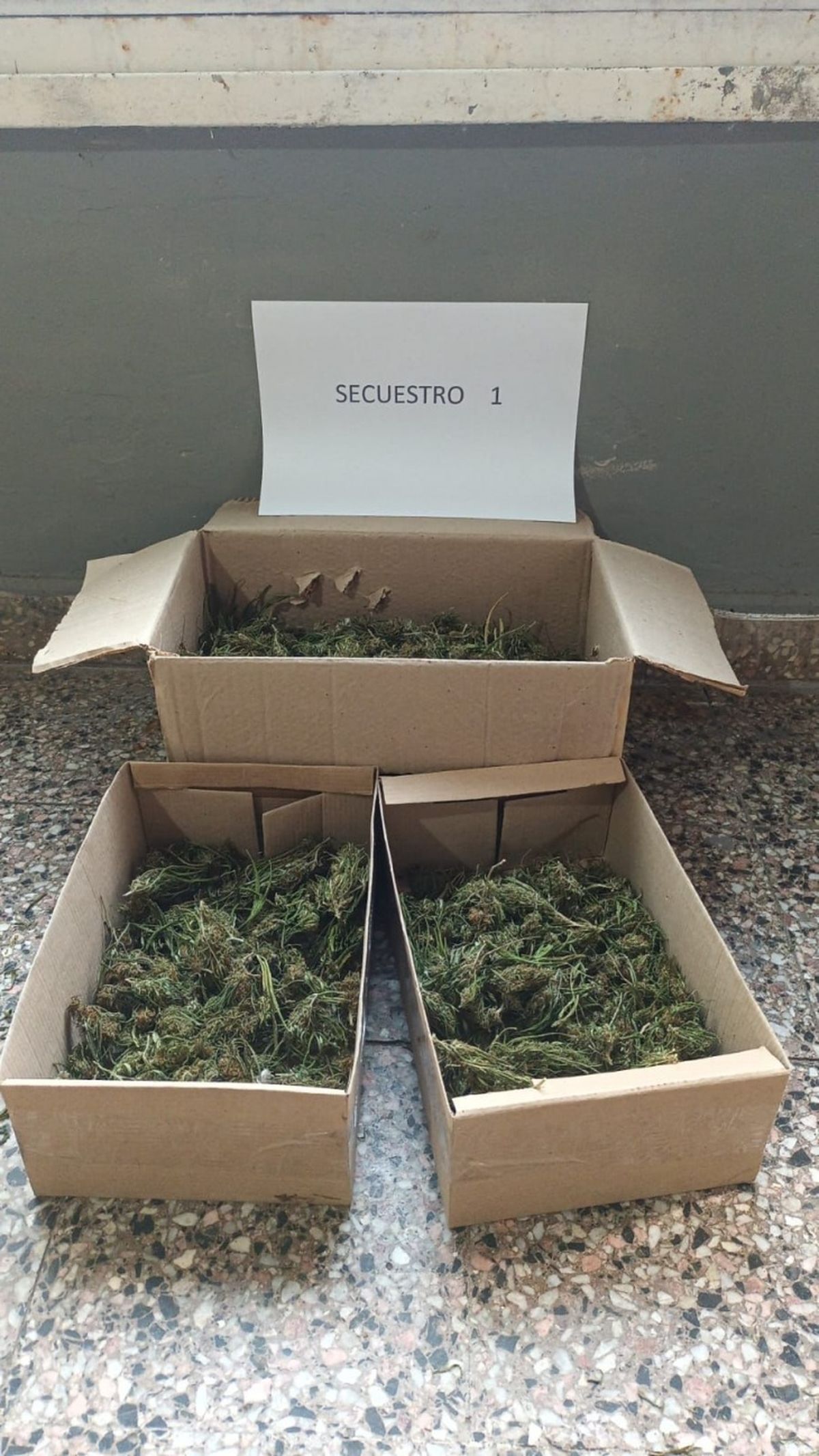 Las plantas de marihuana halladas en la vivienda de Almirante Brown.