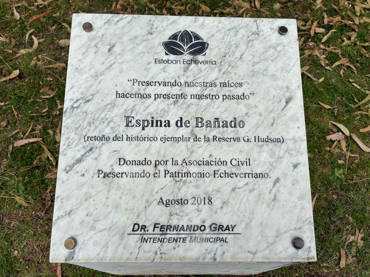 La placa de la especie plantada en Luis Guillón.