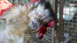 rescatan a dos monos en temperley tras una denuncia por maltrato animal