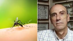 Los mosquitos vuelven a invadir la región: Hay una nueva especie que no es peligrosa
