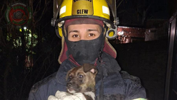 glew: bomberos rescataron a dos perros tras un incendio en una vivienda