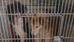 rescataron en lomas a perros y gatos maltratados: estaban en jaulas