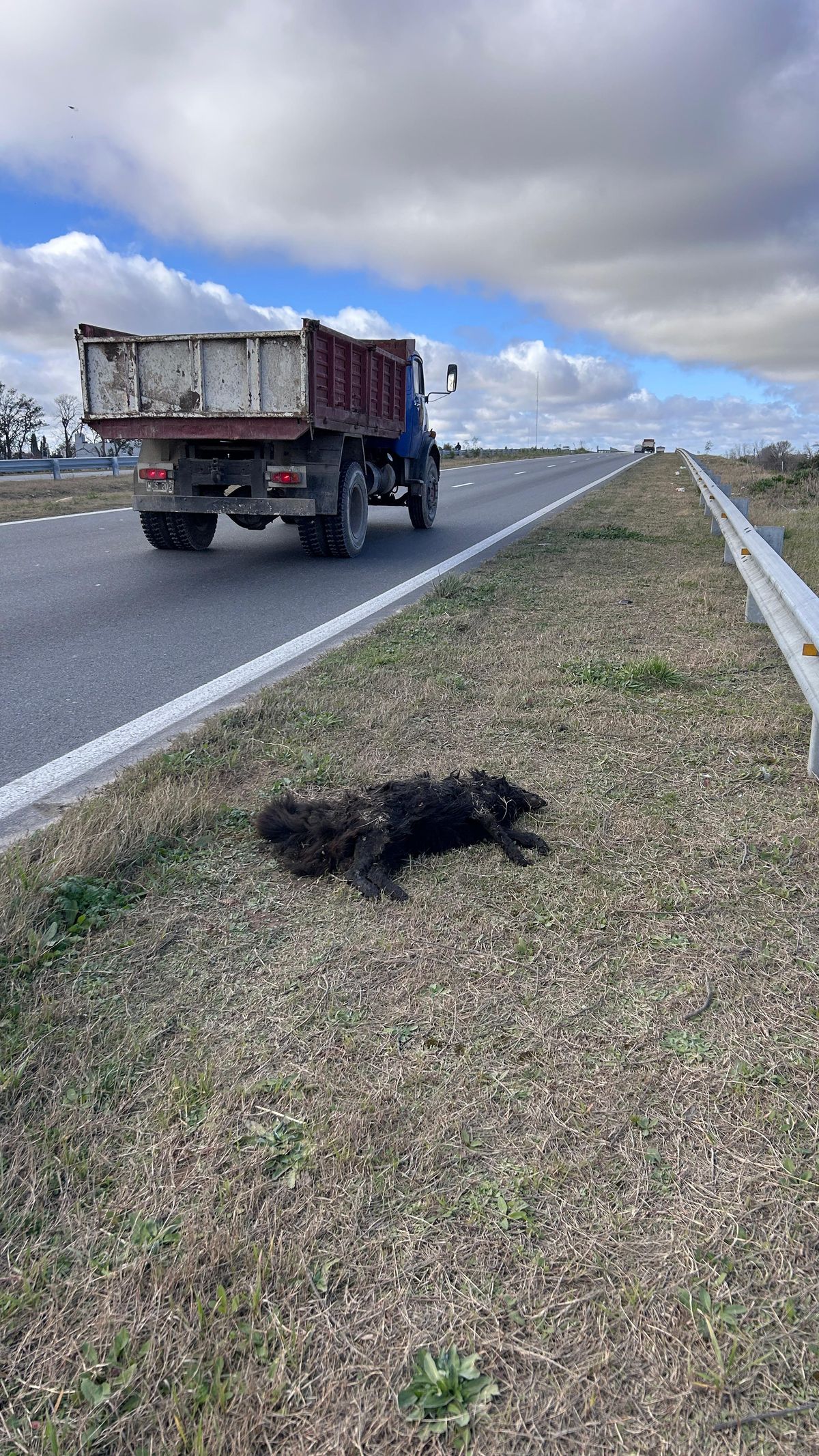 Muchos de ellos aparecen en la zona de Tristán Suárez.