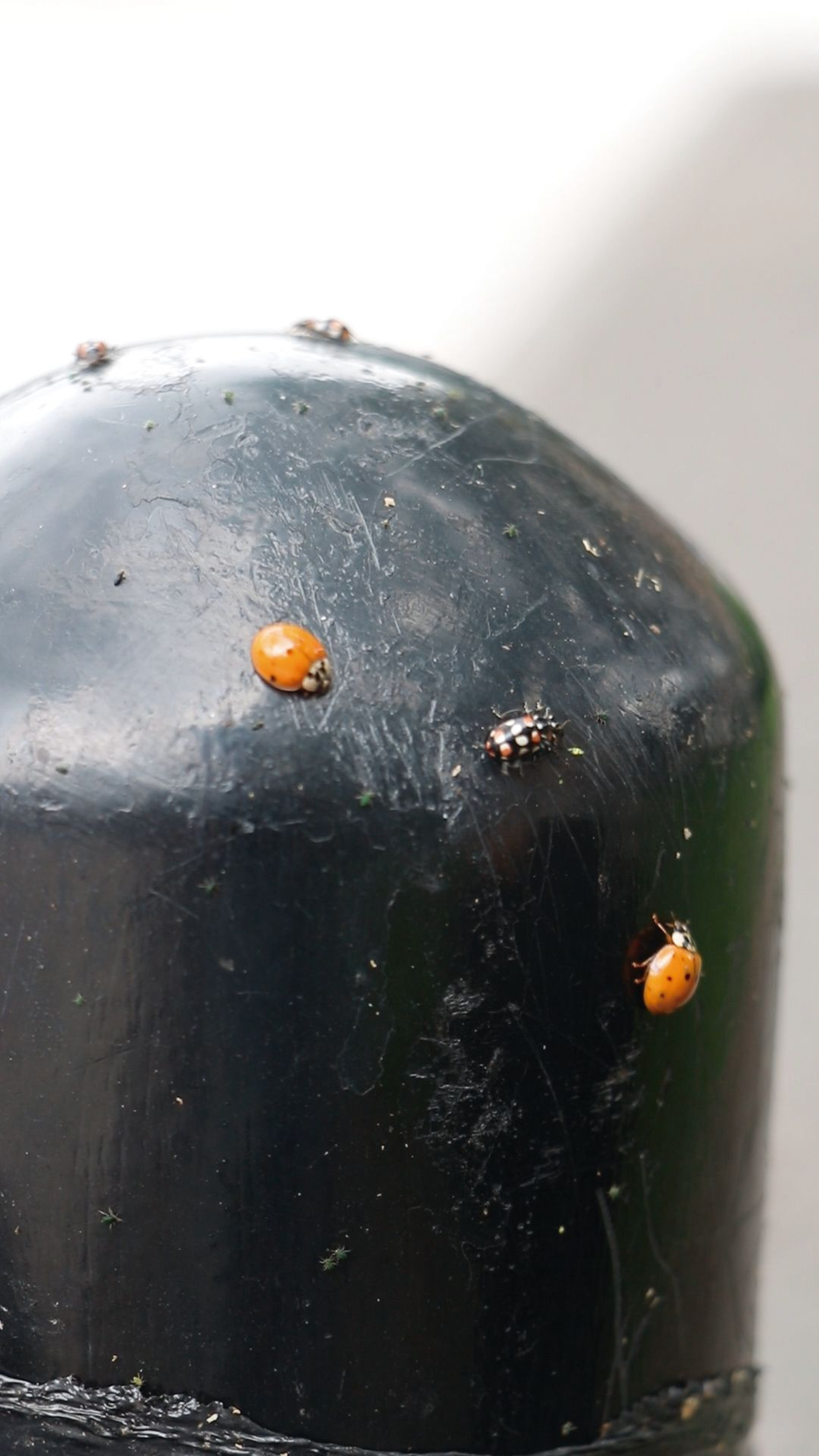 Una de las razones por las cuales hay mariquitas en la región es porque buscan pulgones para comer. 