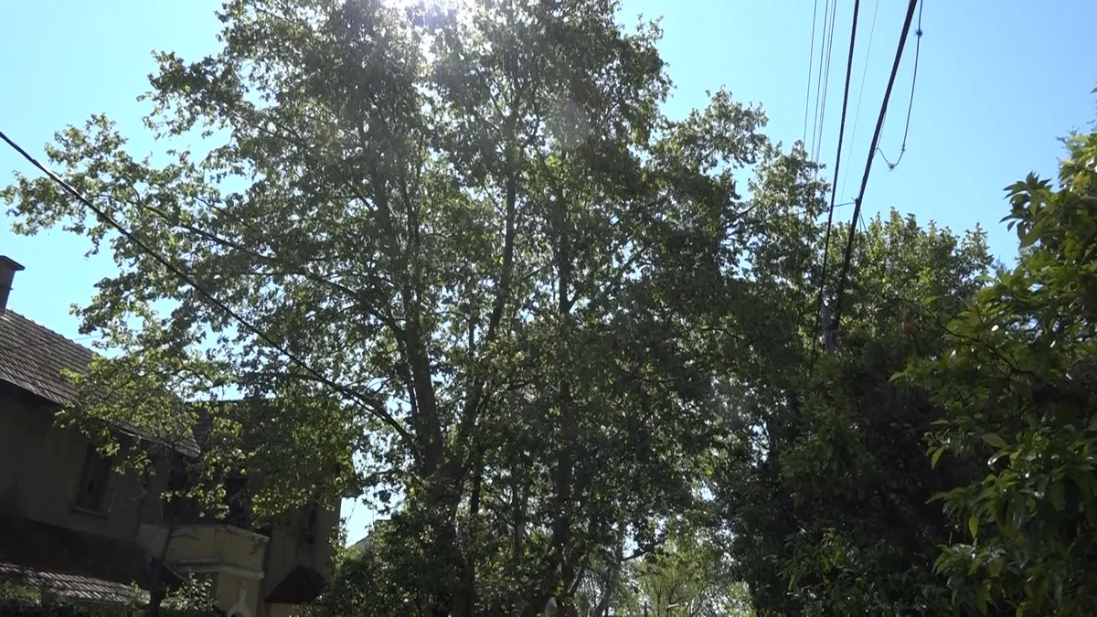 Los árboles pueblan las calles de Zona Sur y desprenden sus 